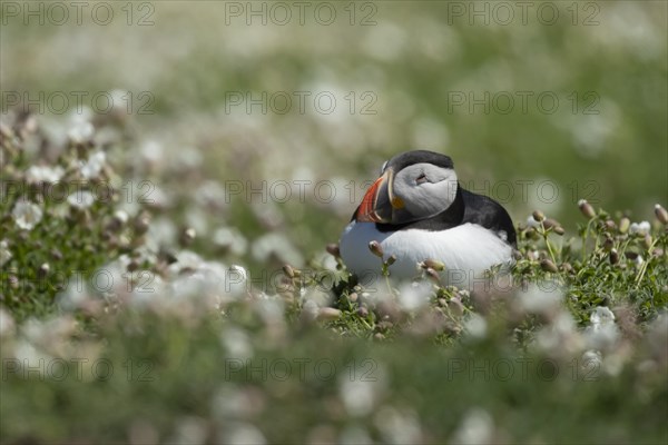 Atlantic puffin