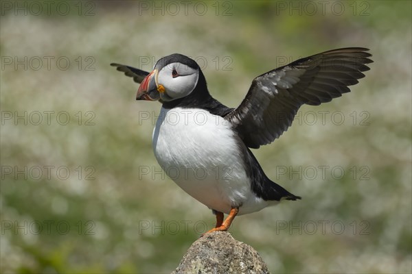 Atlantic puffin