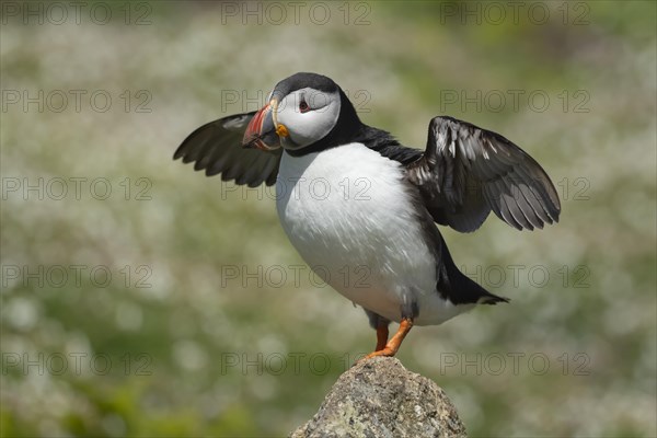 Atlantic puffin