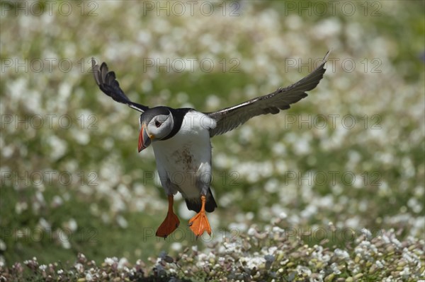 Atlantic puffin