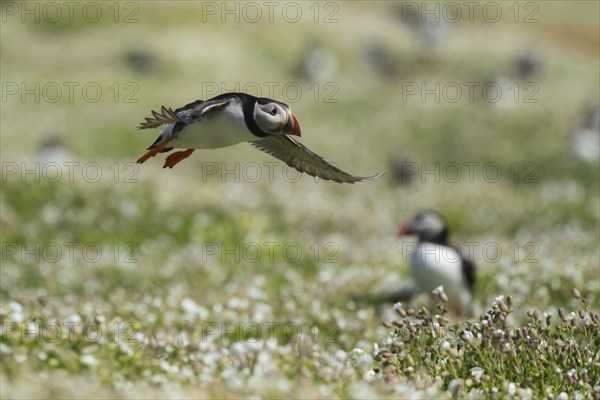 Atlantic puffin