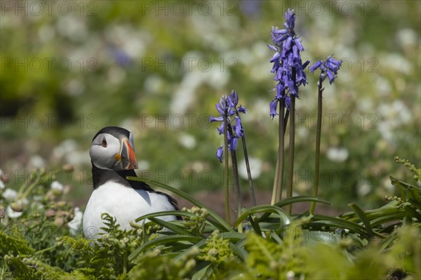 Atlantic puffin