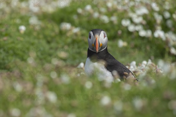 Atlantic puffin