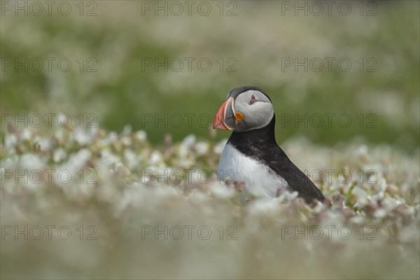 Atlantic puffin