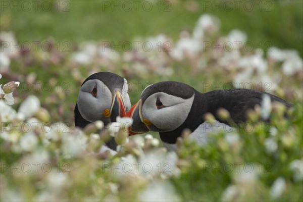 Atlantic puffin