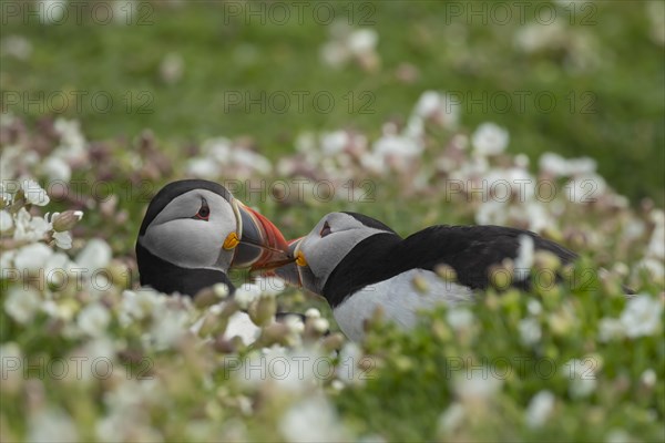 Atlantic puffin