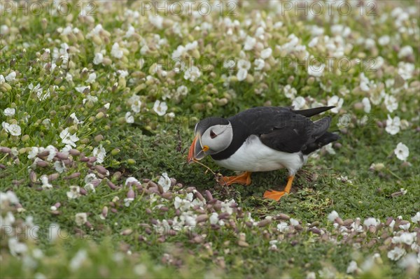 Atlantic puffin