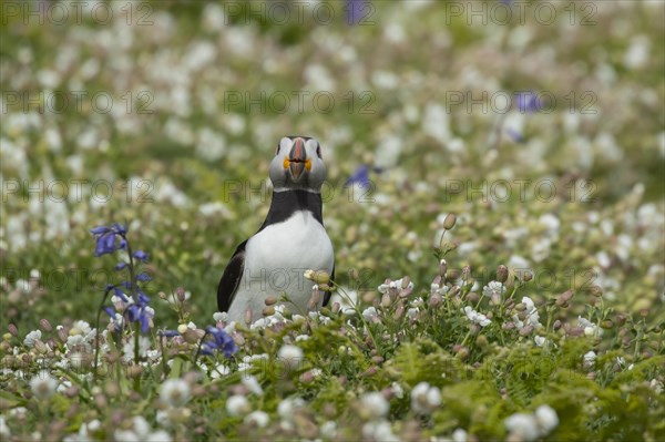 Atlantic puffin