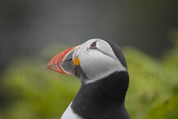 Atlantic puffin