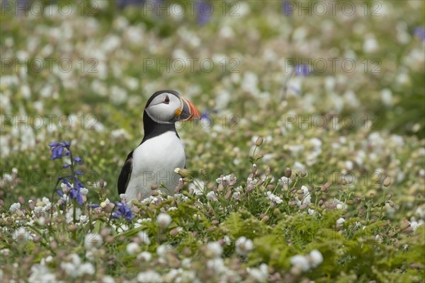 Atlantic puffin