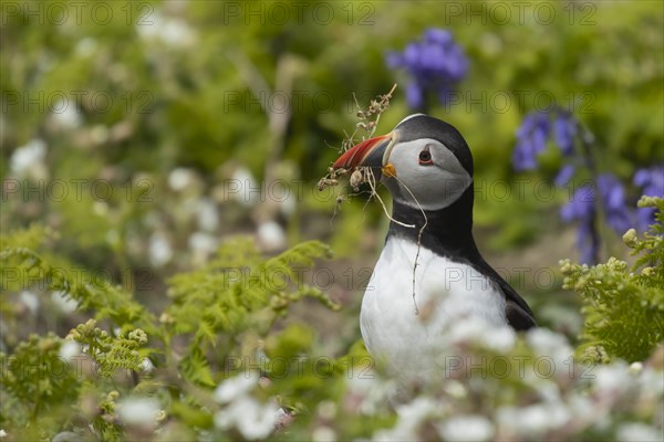 Atlantic puffin