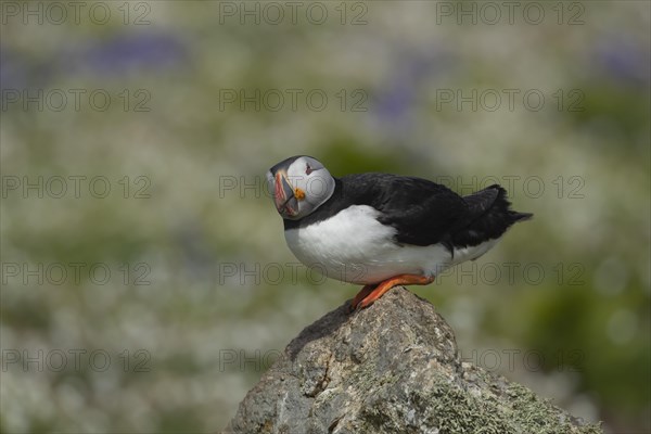 Atlantic puffin