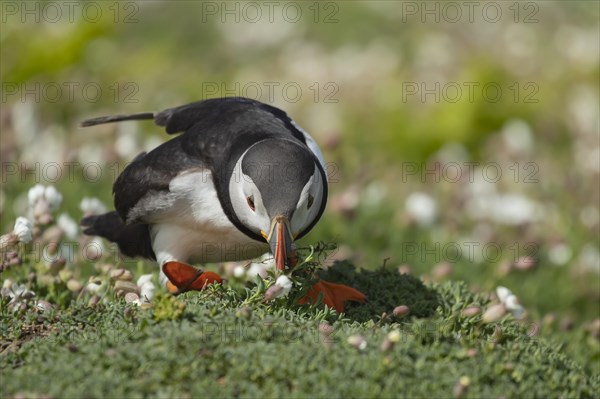 Atlantic puffin