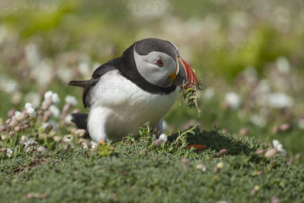 Atlantic puffin