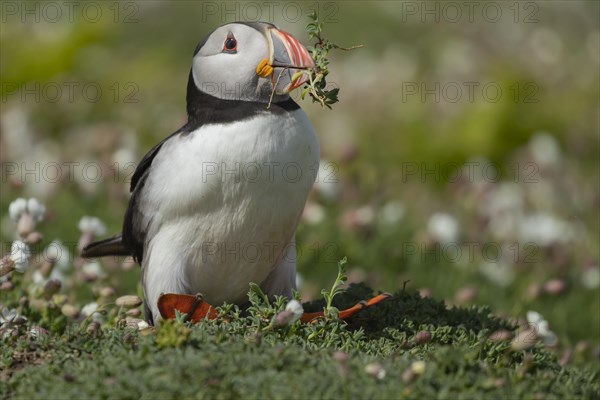 Atlantic puffin