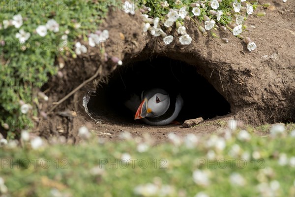 Atlantic puffin