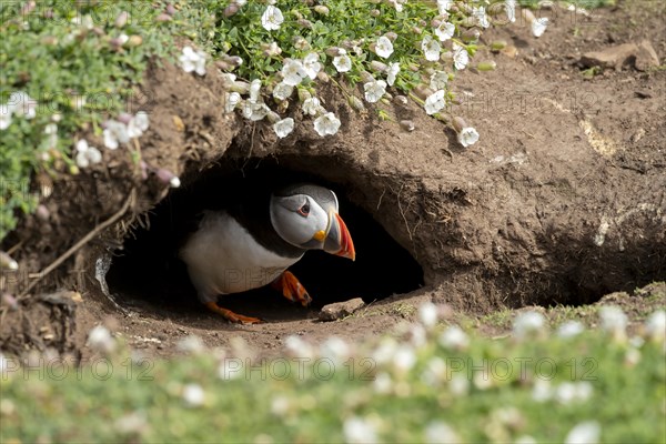 Atlantic puffin