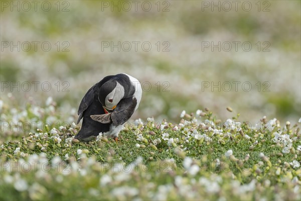 Atlantic puffin