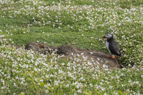 Atlantic puffin