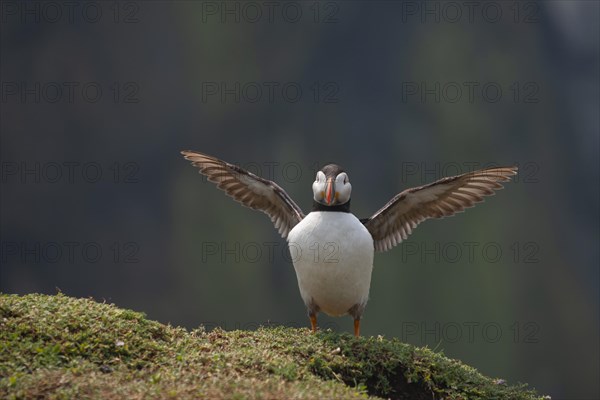 Atlantic puffin