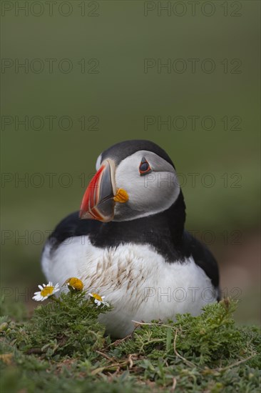 Atlantic puffin