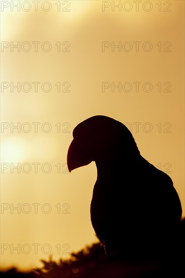 Atlantic puffin