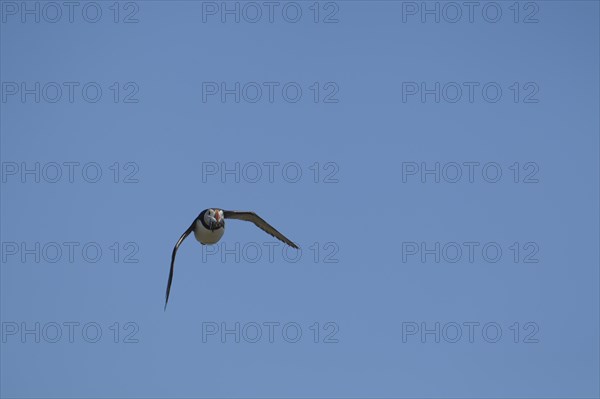 Atlantic puffin