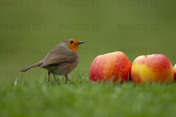 European robin