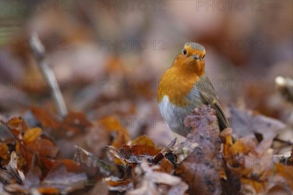 European robin