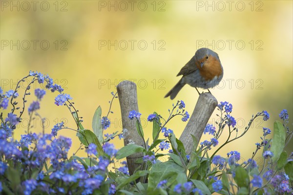 European robin