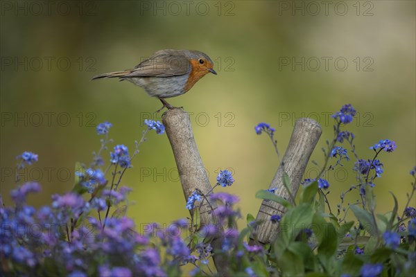 European robin