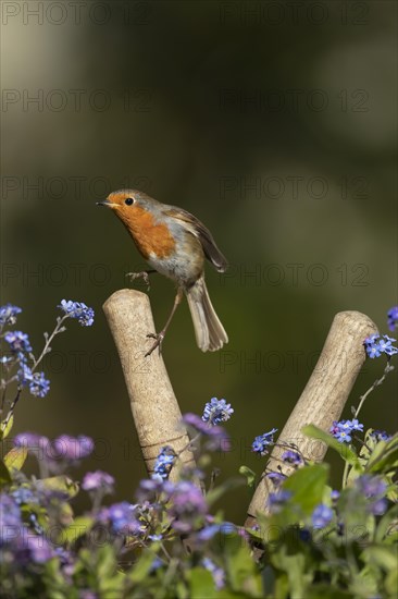 European robin