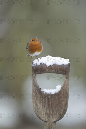 European robin