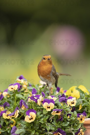 European robin