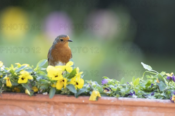 European robin