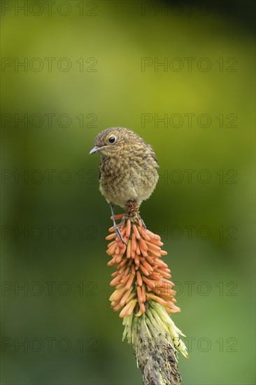 European robin