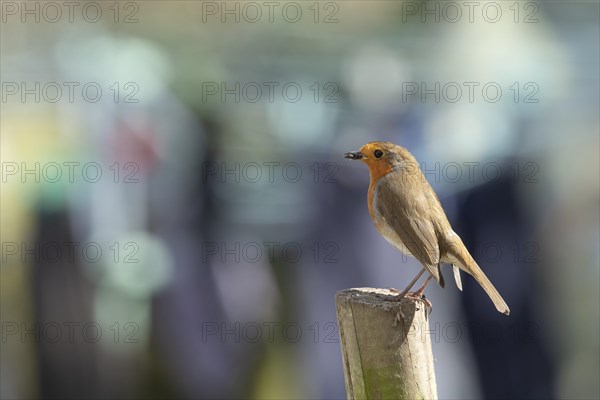 European robin