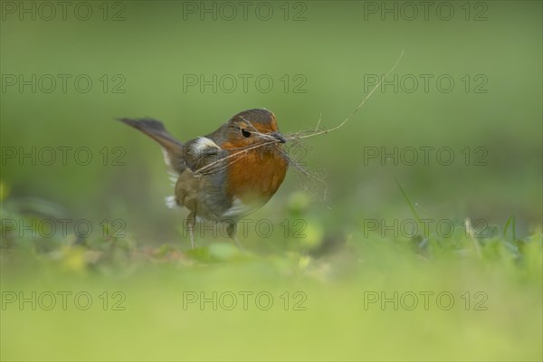 European robin