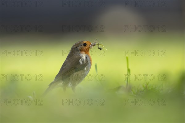 European robin