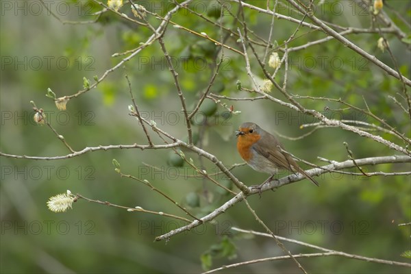 European robin