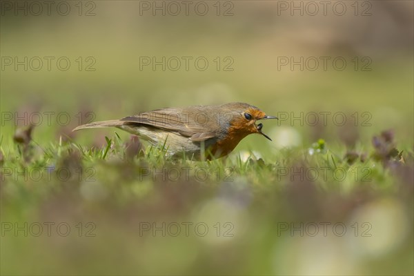 European robin