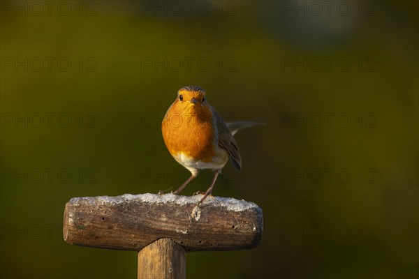 European robin