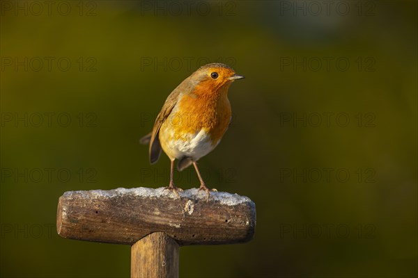 European robin