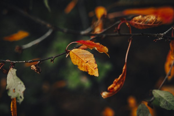 Branches with discoloured leaves in autumn