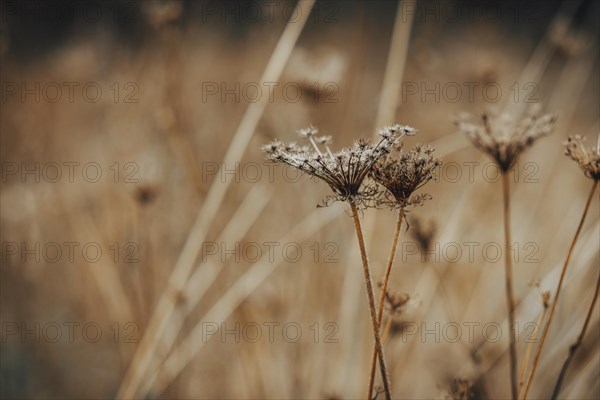 Faded wild carrot