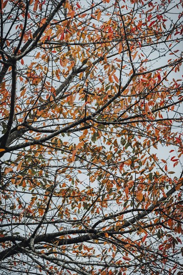 Branches with discoloured leaves in autumn