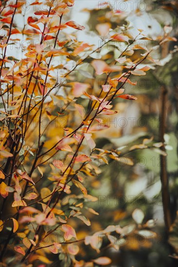 Branches with discoloured leaves in autumn