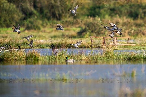 Eurasian Wigeon