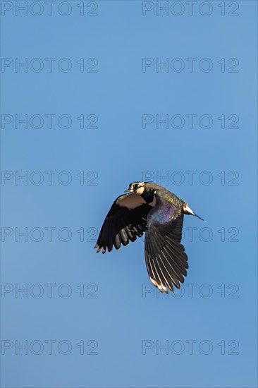 Northern Lapwing