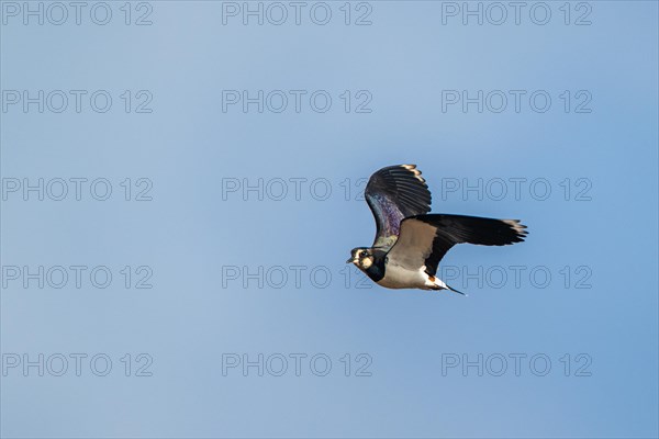 Northern Lapwing